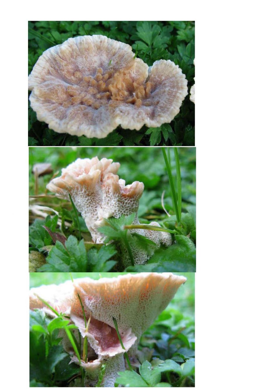 Wie het weet mag het zeggen.